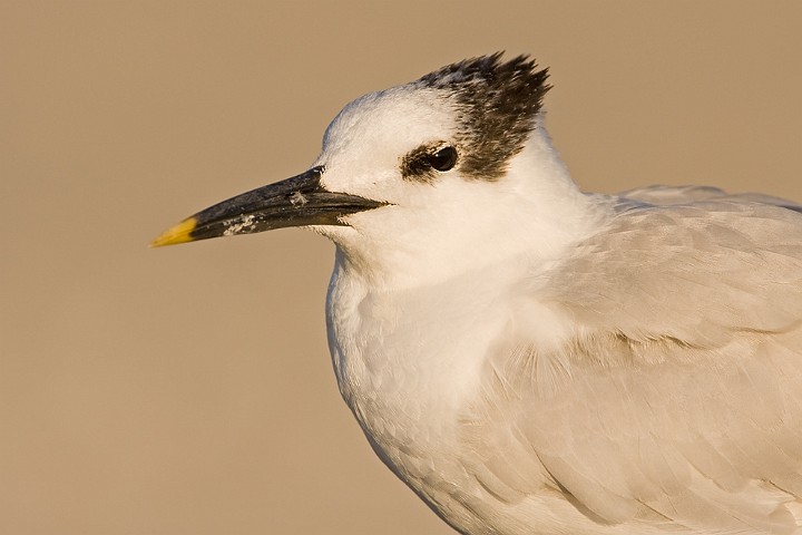 Brandseeschwalbe Sterna sandvicensis Sandwich Tern